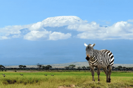 Ilustrční foto Kilimandžára se zebrou