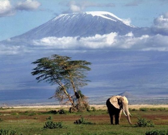 Ilustrční foto Kilimandžára se slonem