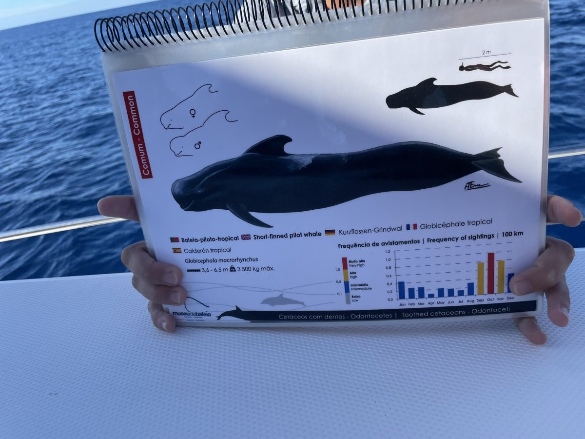 veľryby, ktoré sme videli