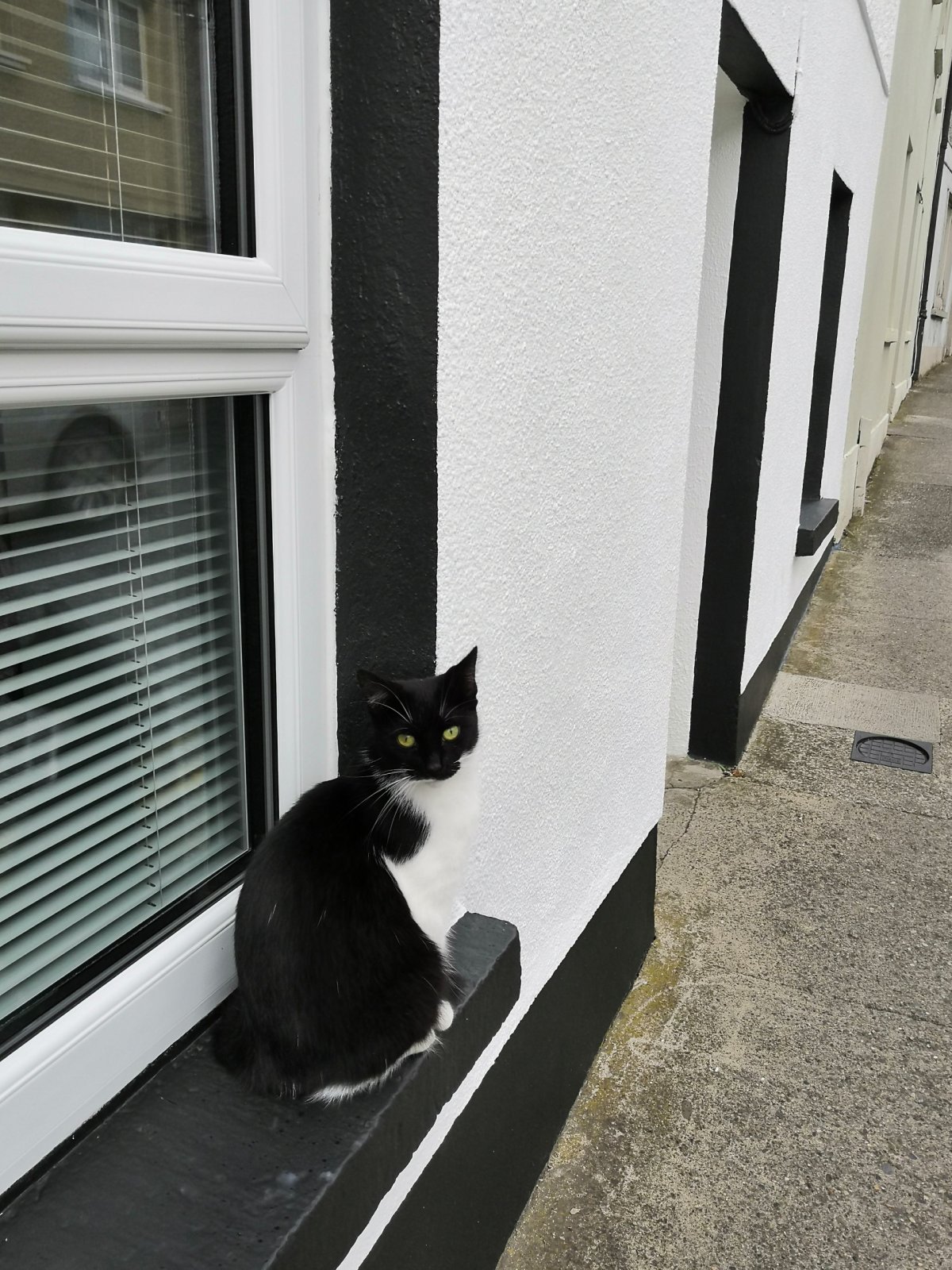 Černobílá kočka u černobílého domu