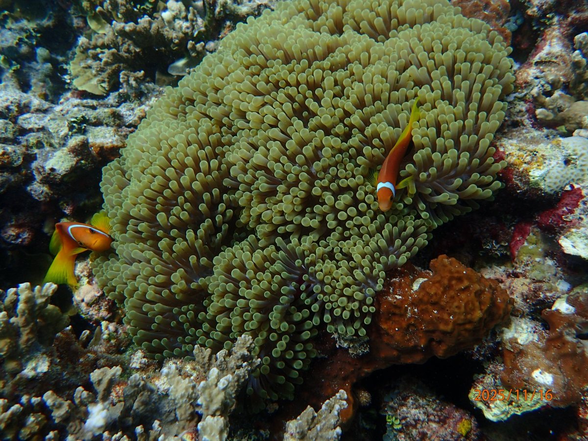 Maledivský nemo, chybí mu pruh