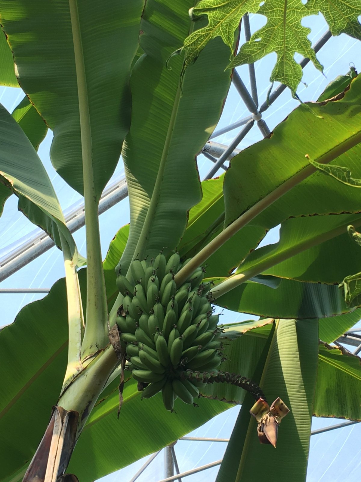 Banánovník s plody