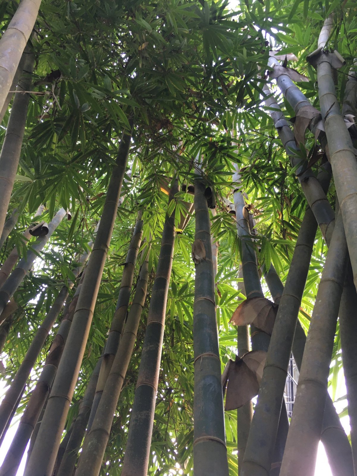 Kokosové palmy