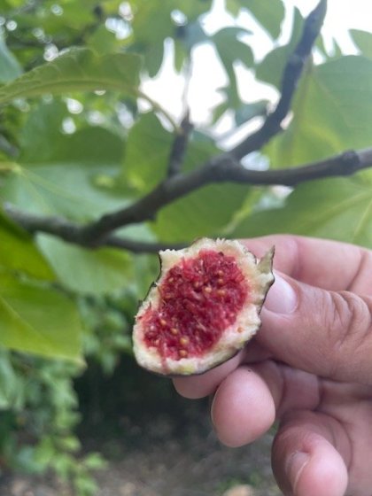 Osvěžení v podobě fíků