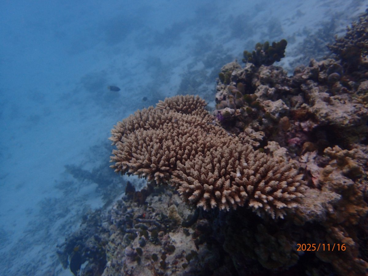 Uvnitř korálu se schovávají malé rybky