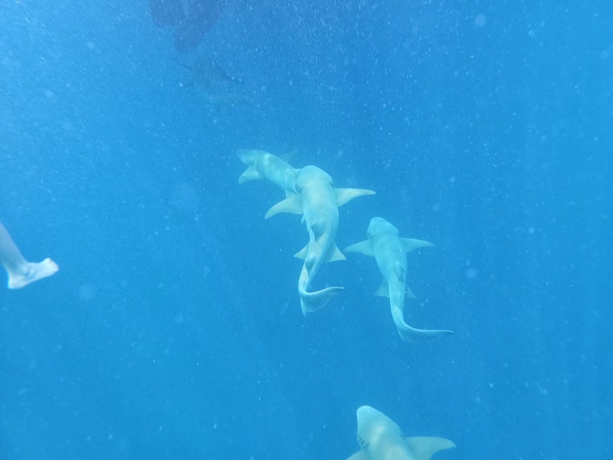 Doplavali až k lodi