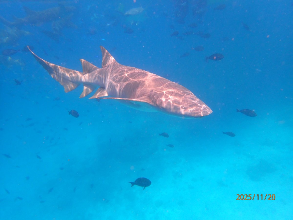 Nurse shark