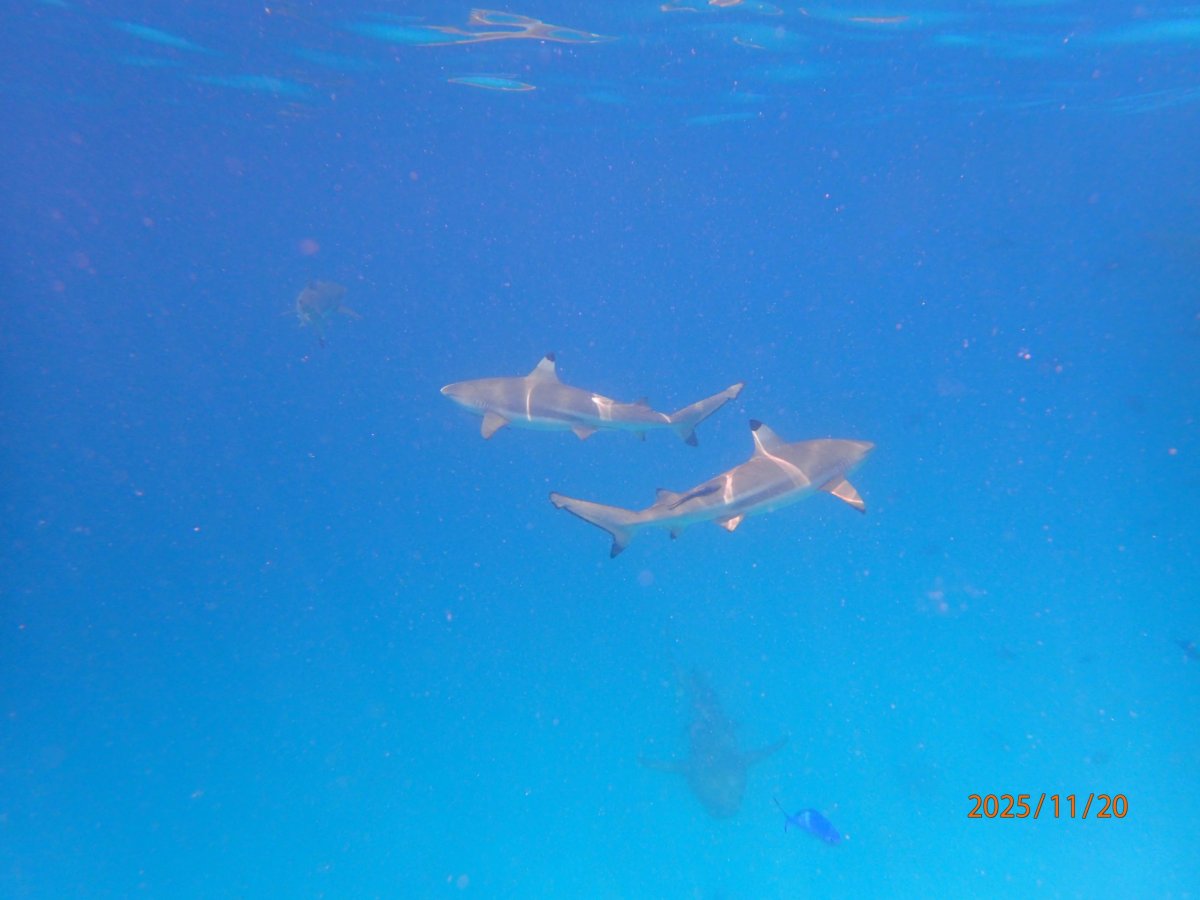 Black tip shark