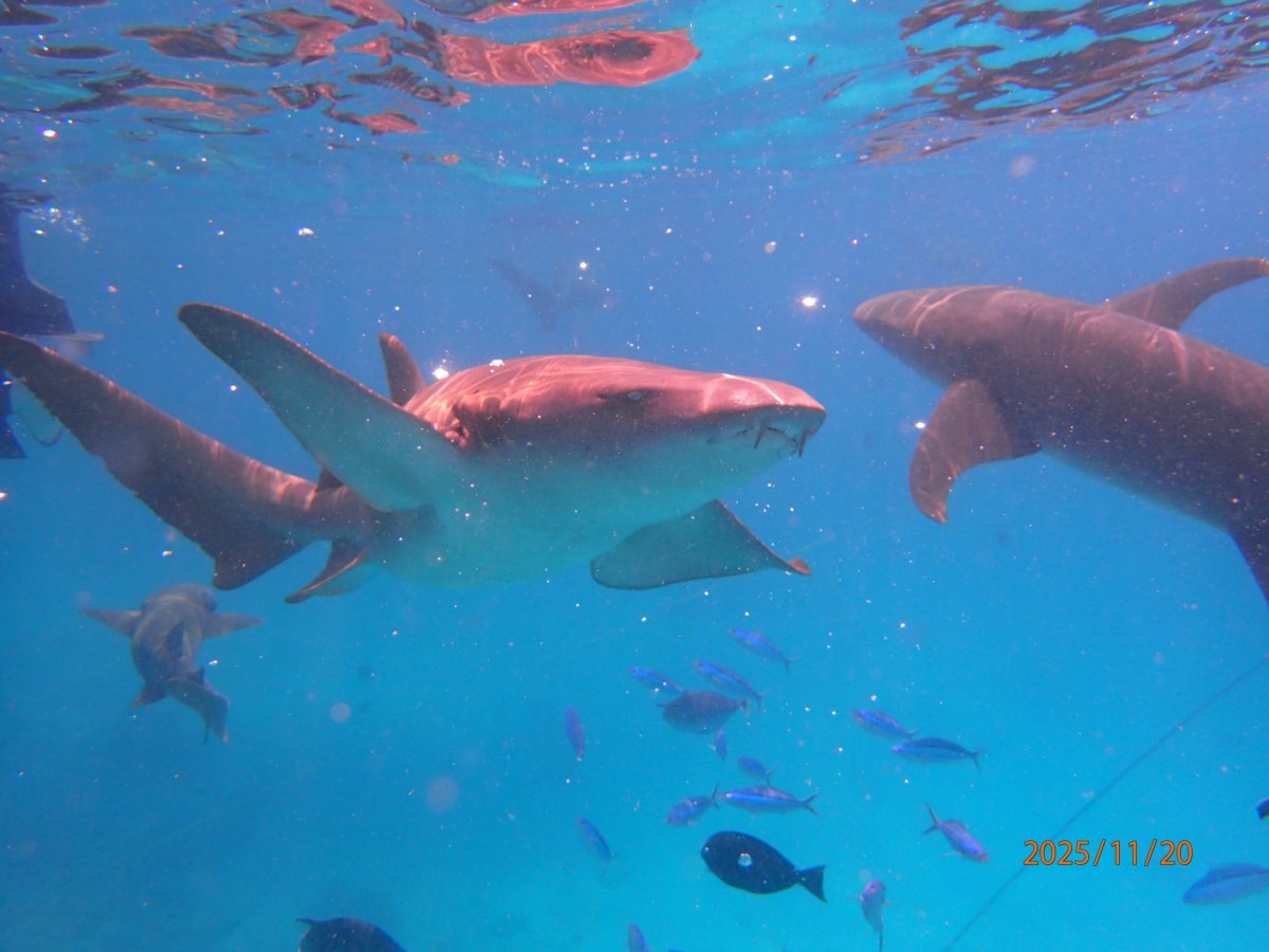 Má zajímavou kůži