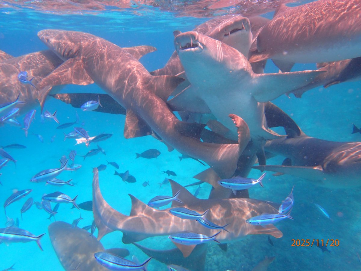 Chvílema to bylo až nepřehledné