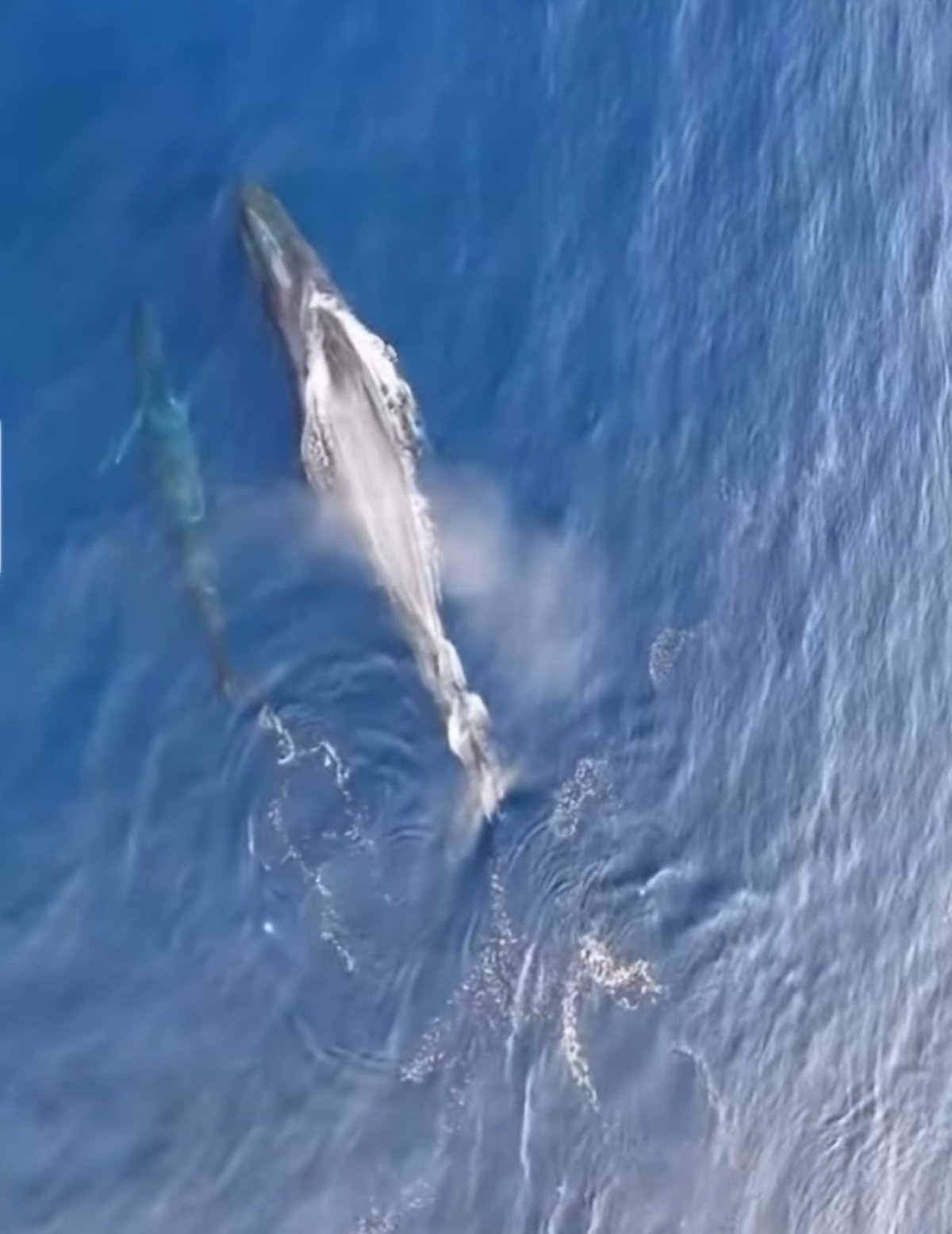 Foto z dronu - velryba