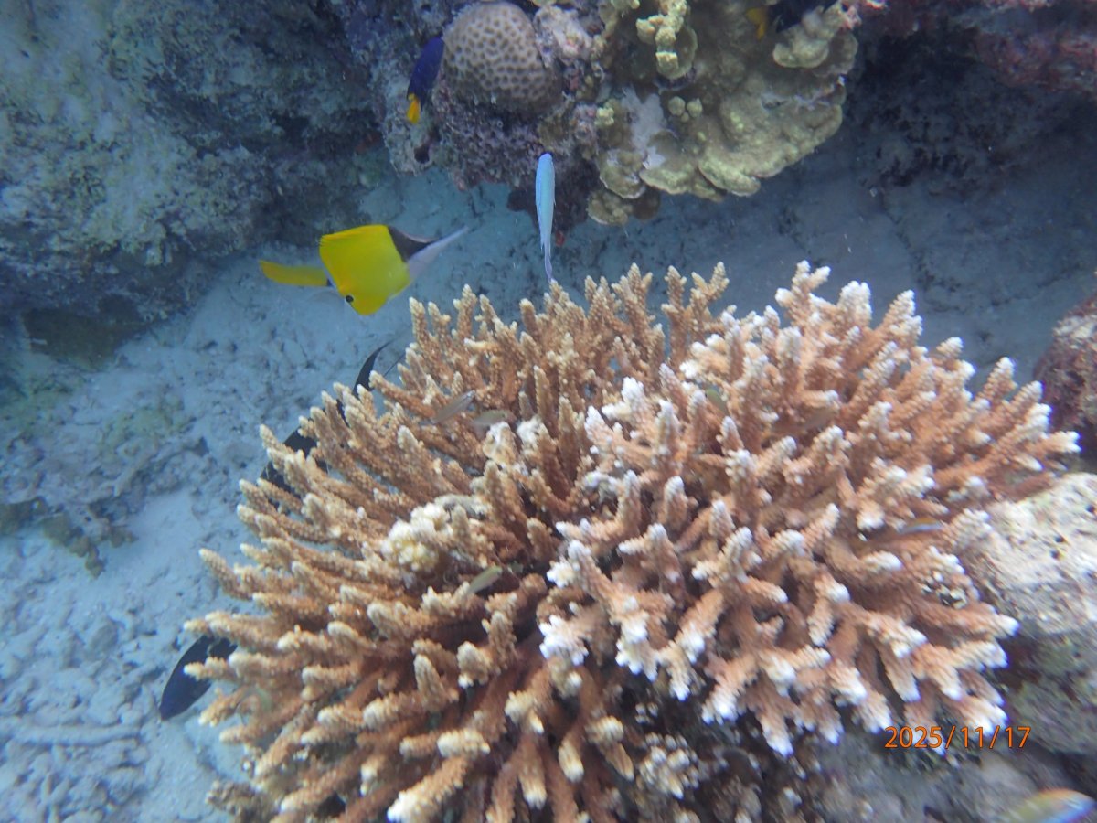 Jeden z hezčích korálů