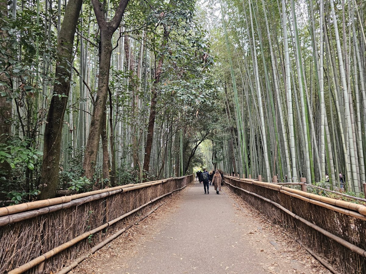 Bambusový les Arashiyama