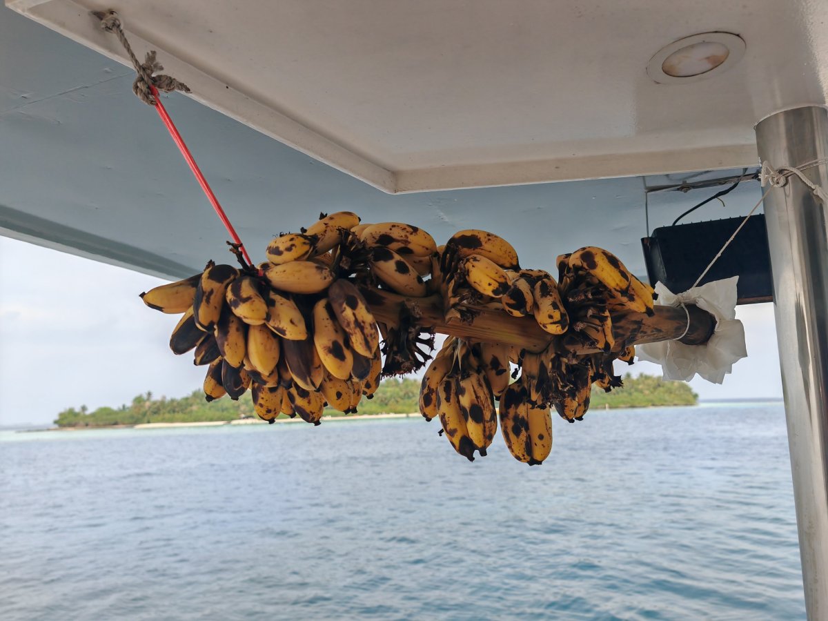 Zásobárna banánů na lodi