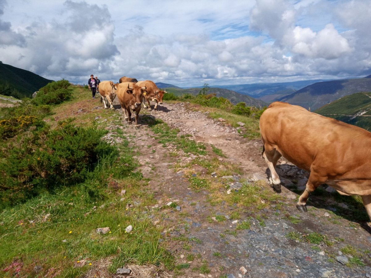 Krávy blokující cestu