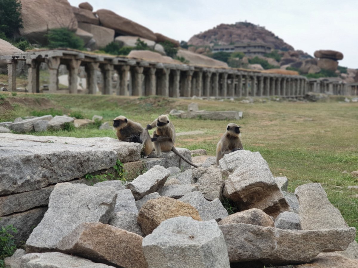 Nejen pozůstatky rozsáhlého Krišna bazaru slouží místním makakům