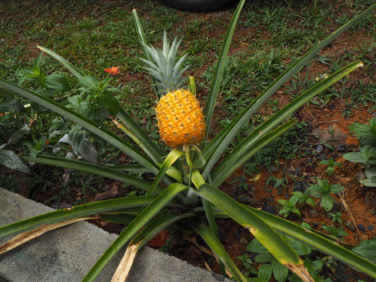 Ananas