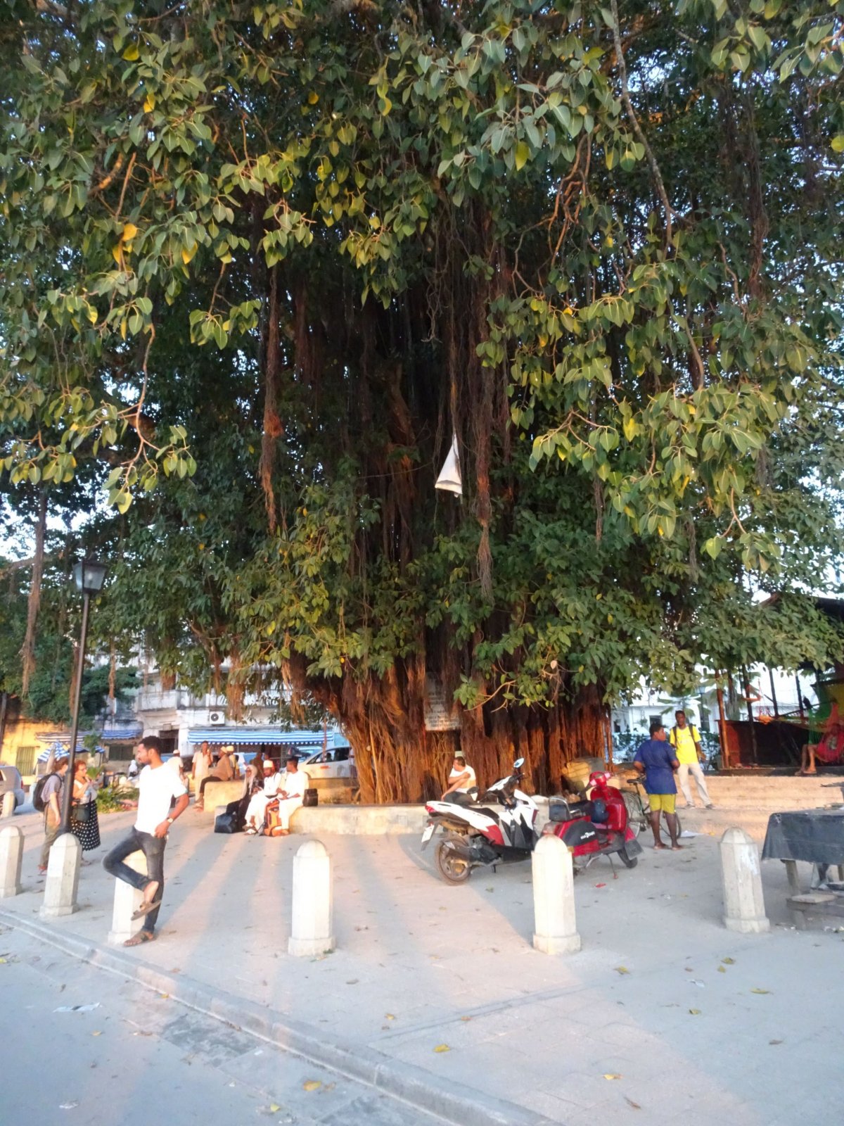 Mohutný strom na nábřeží