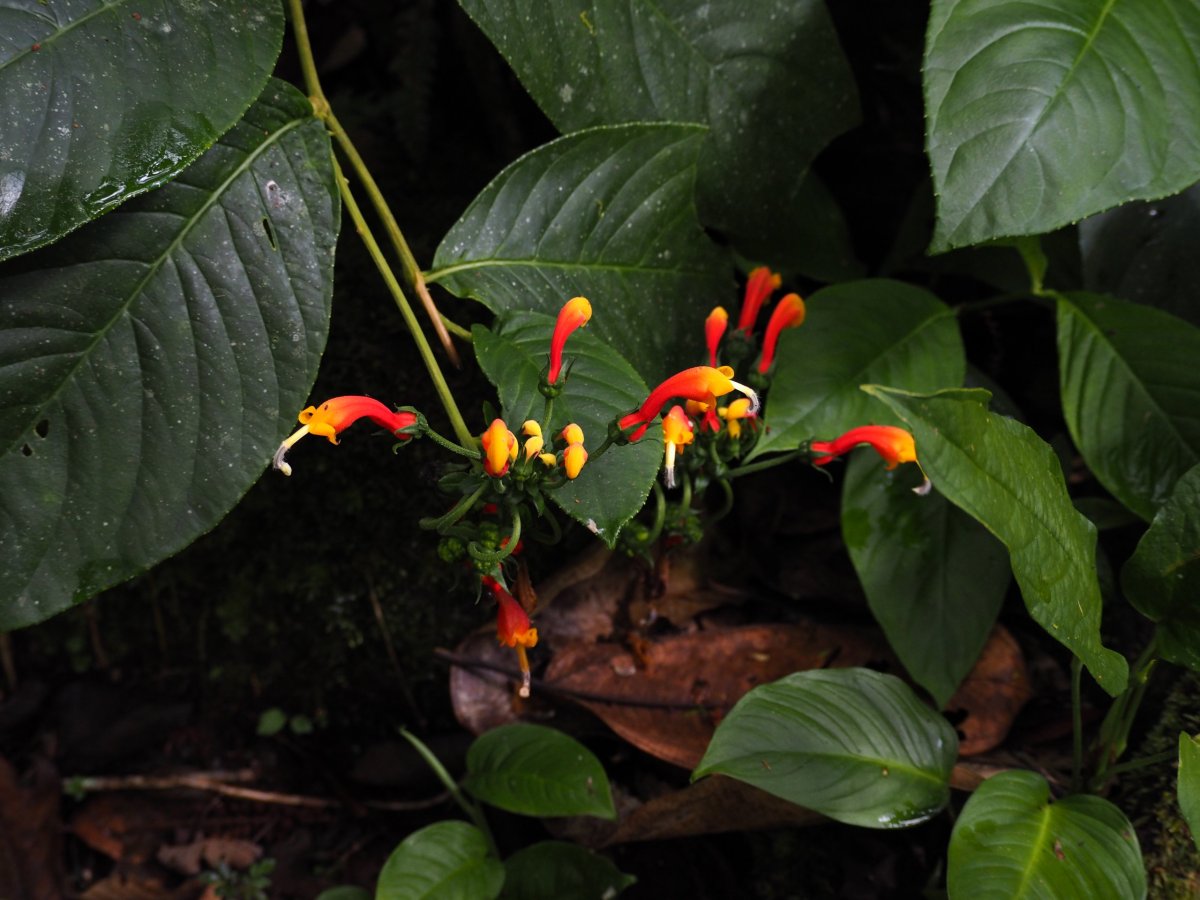 Panamská flóra