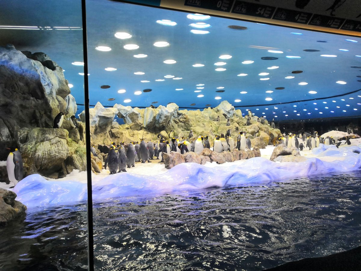 Tučňáci na ledovci