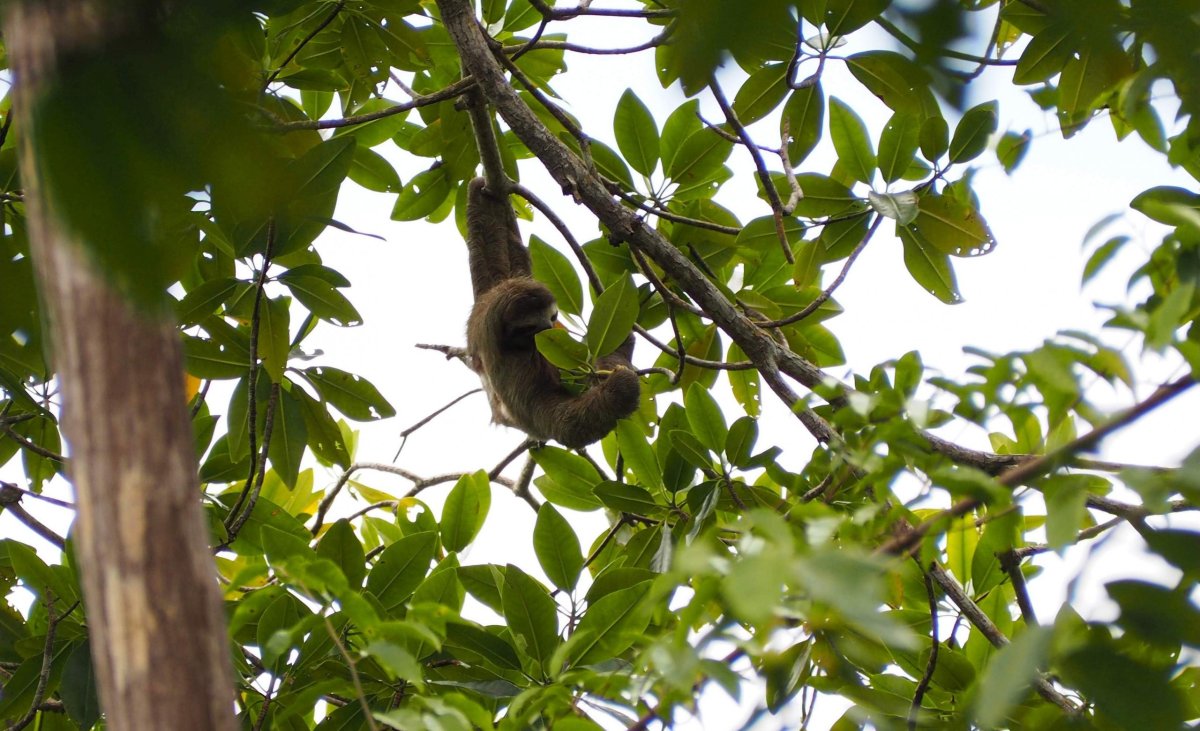 Lenochod při výletu na ostrov Zapatilla
