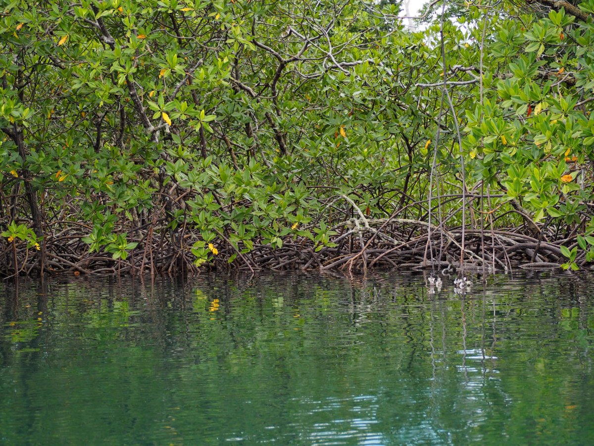 Mangrovy při výletu na ostrov Zapatilla
