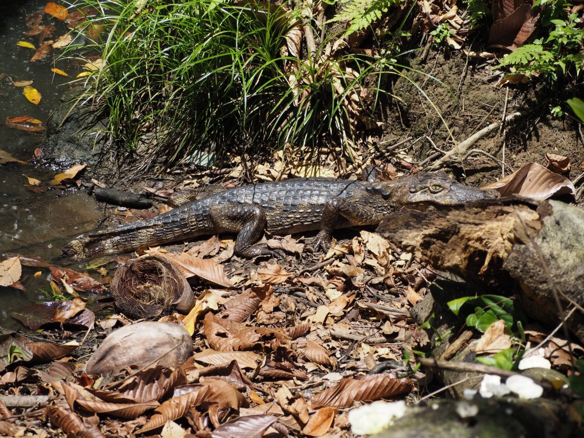 Krokodýl (?) na ostrově Zapatilla
