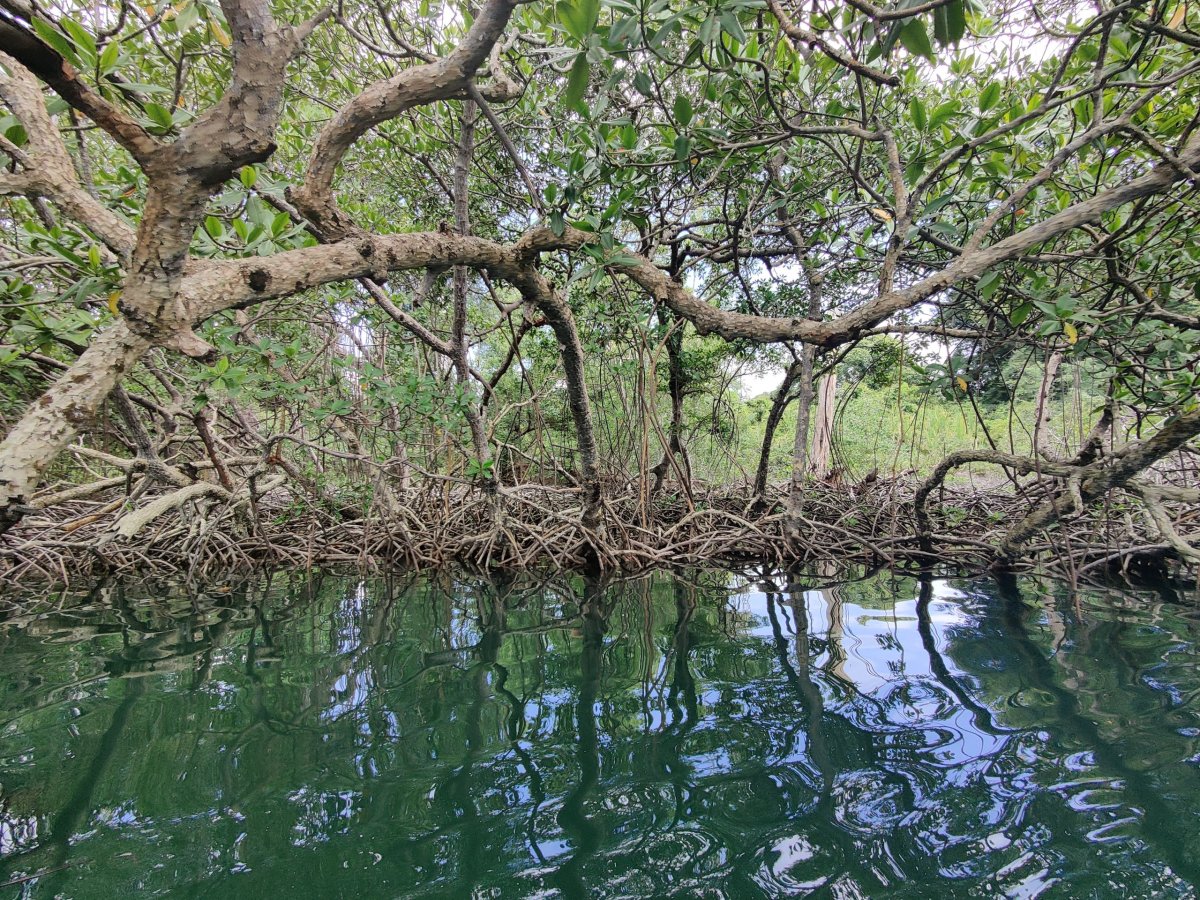 Mangrovy při výletu na ostrov Zapatilla