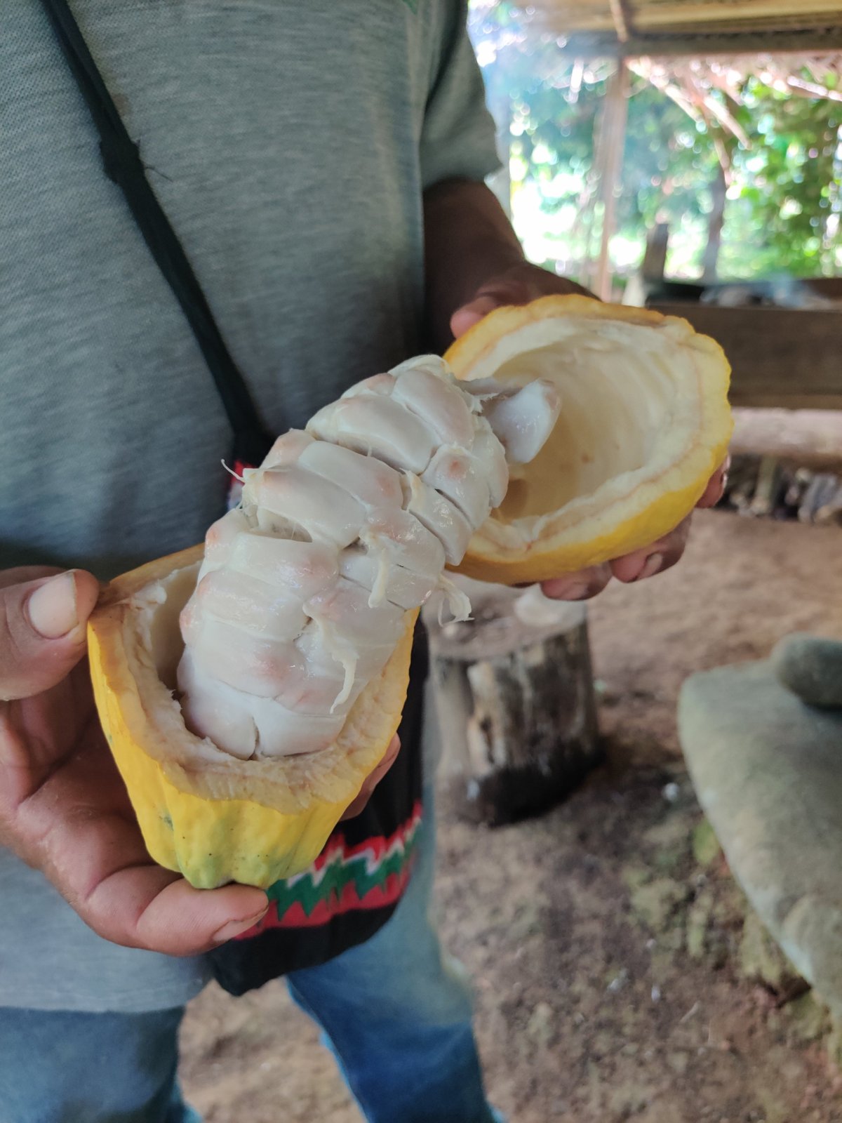 Vnitřek kakaového bobu/plodu
