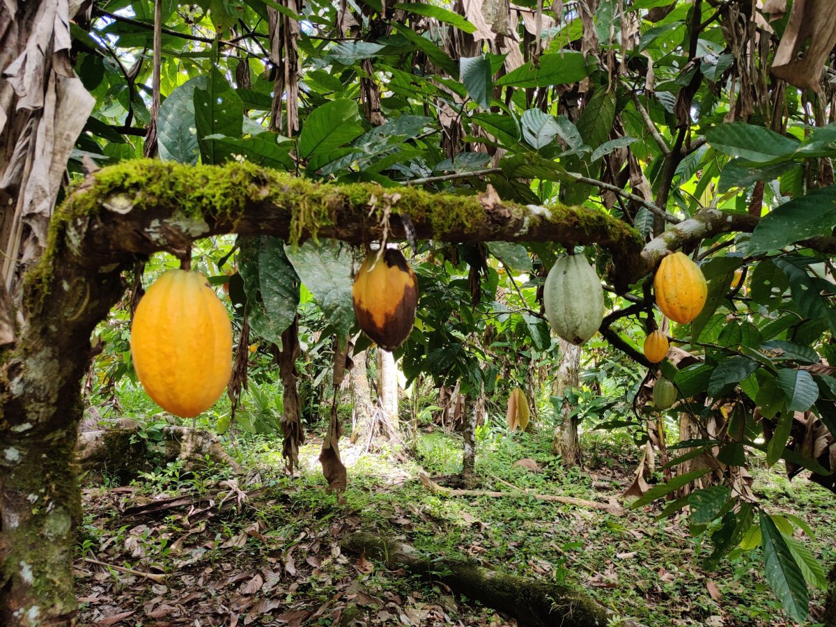 Plody kakaa (žluté jsou zralé, hnědo žluté jsou nemocné, zelené - nezralé)