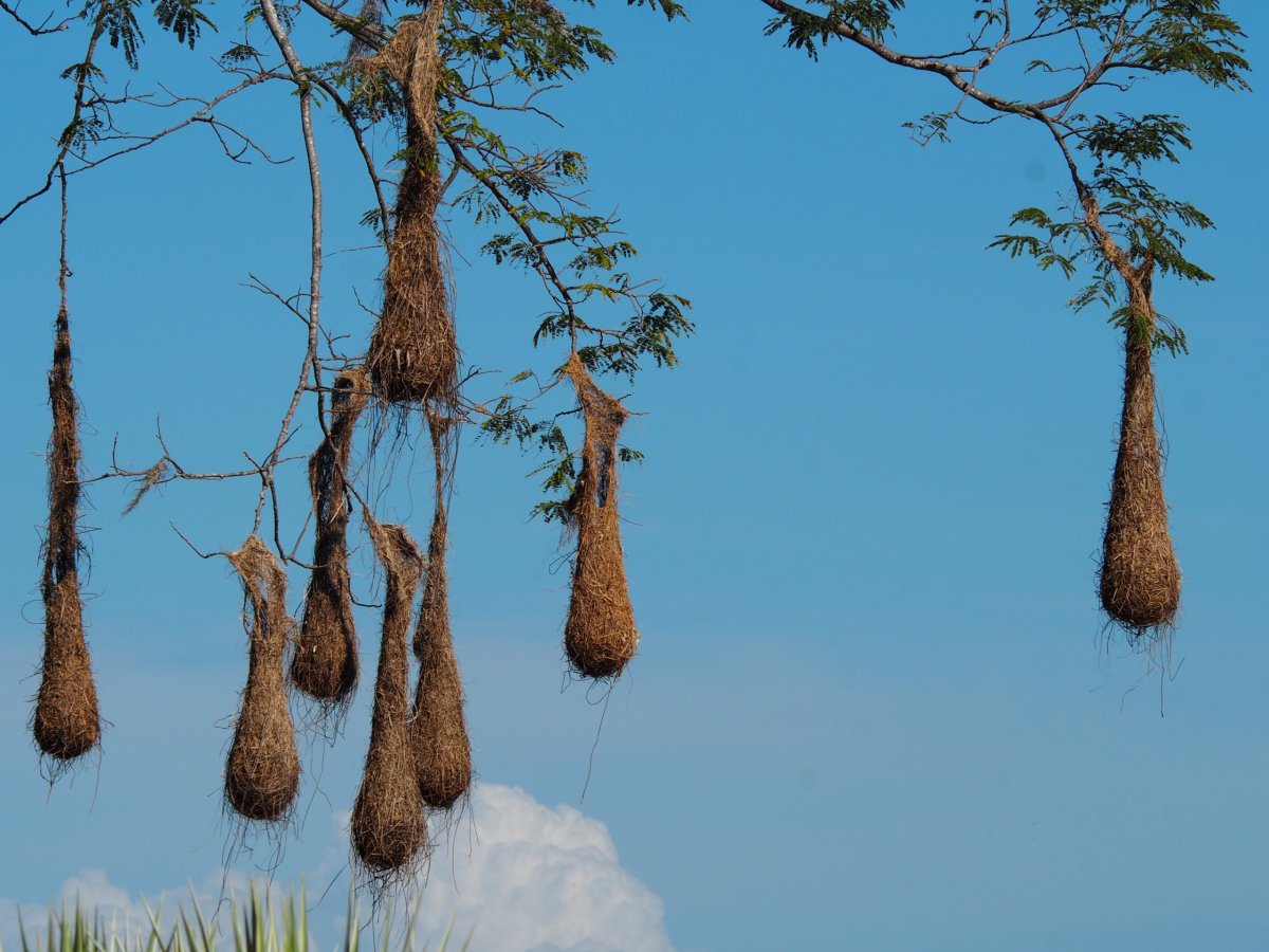 Zajímavá hnízda ptáků - Boca Brava