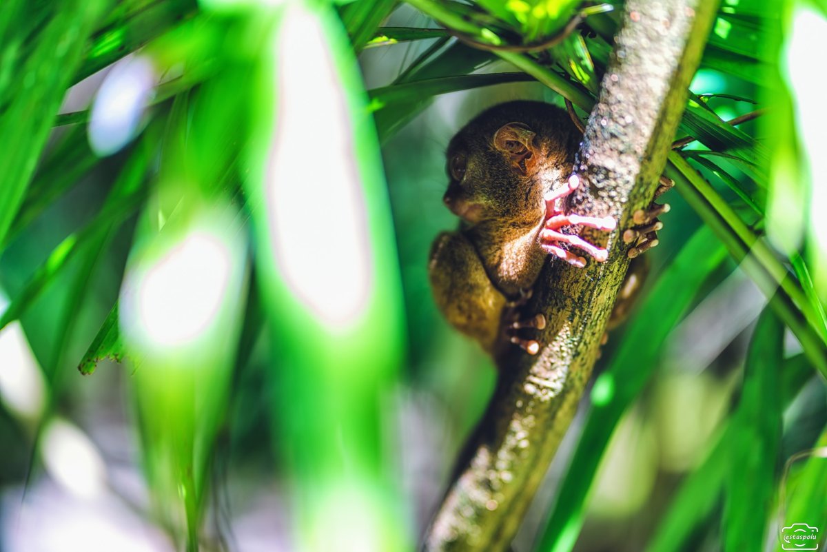 Tarsier Sanctuary