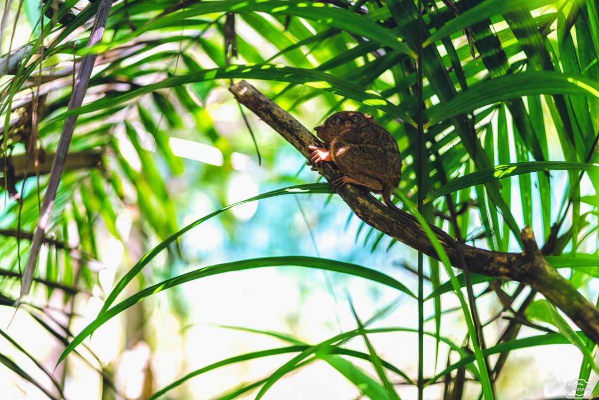 Tarsier Sanctuary