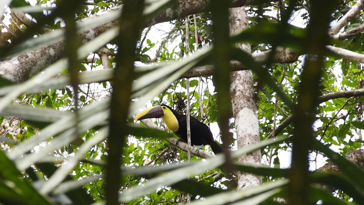 Tukan v národním parku Soberanía