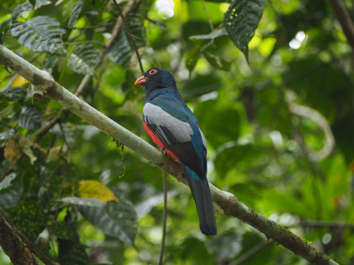 Trogon Massenův (Slaty-tailed trogon) v Metropolitan Parku