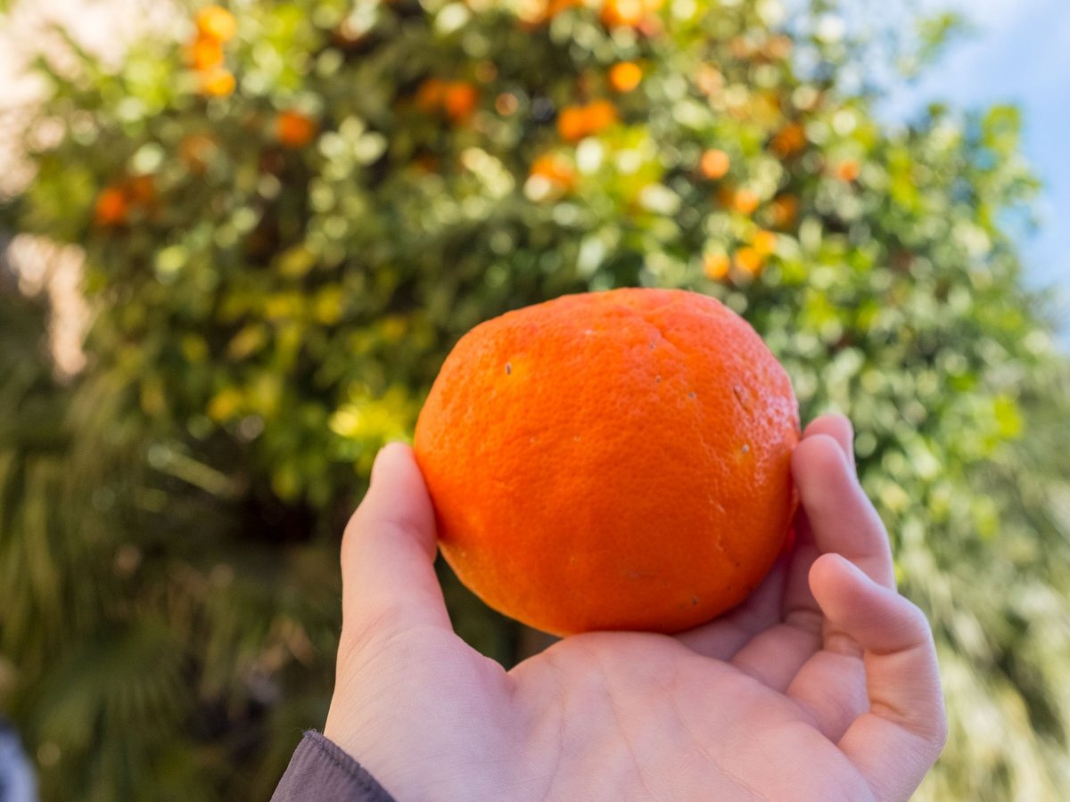 Naranjas - zrající pomeranče