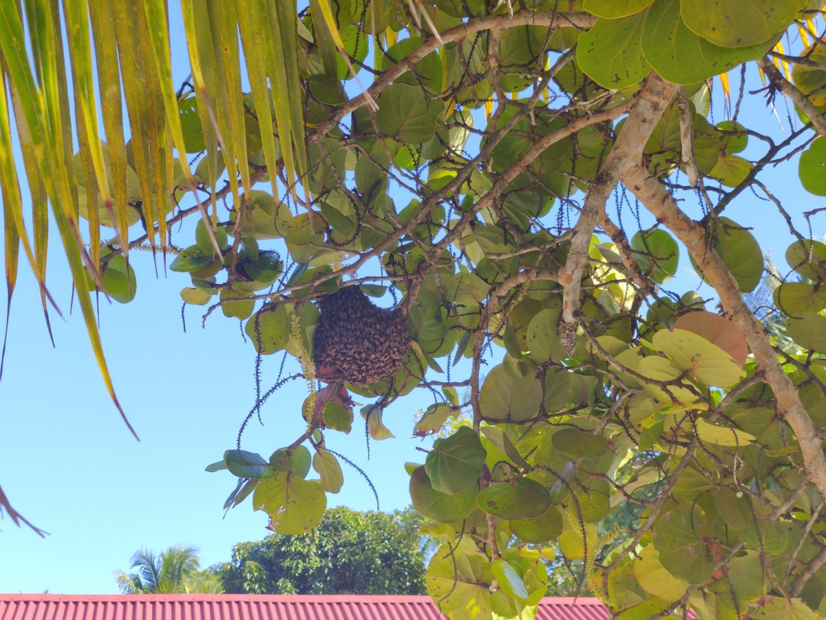 Návštěva afrických včel v Boca del Drago
