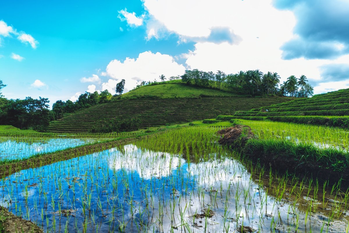 Cadapdapan Rice Terraces