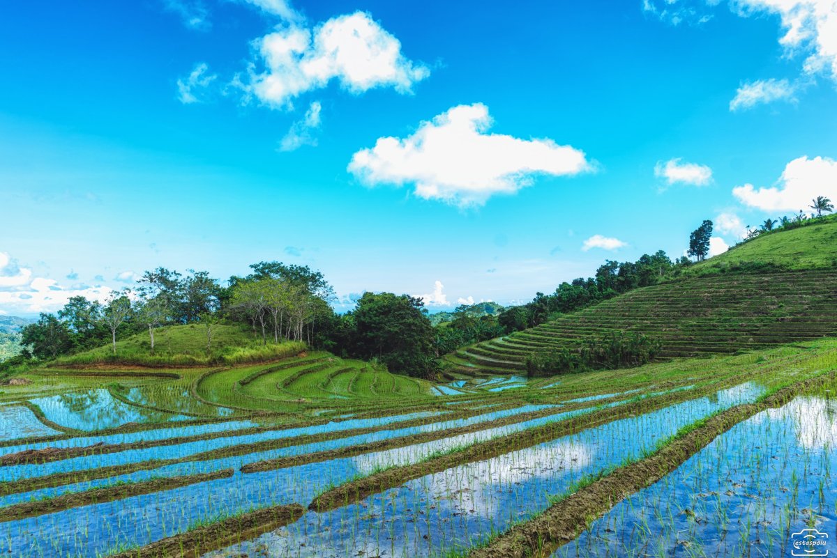 Cadapdapan Rice Terraces