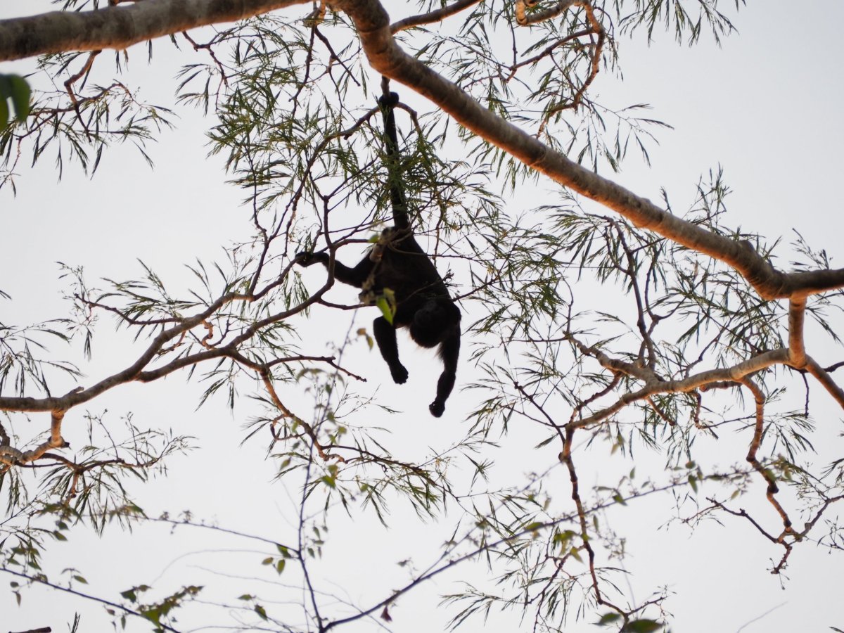 Vřešťan - Boca Brava