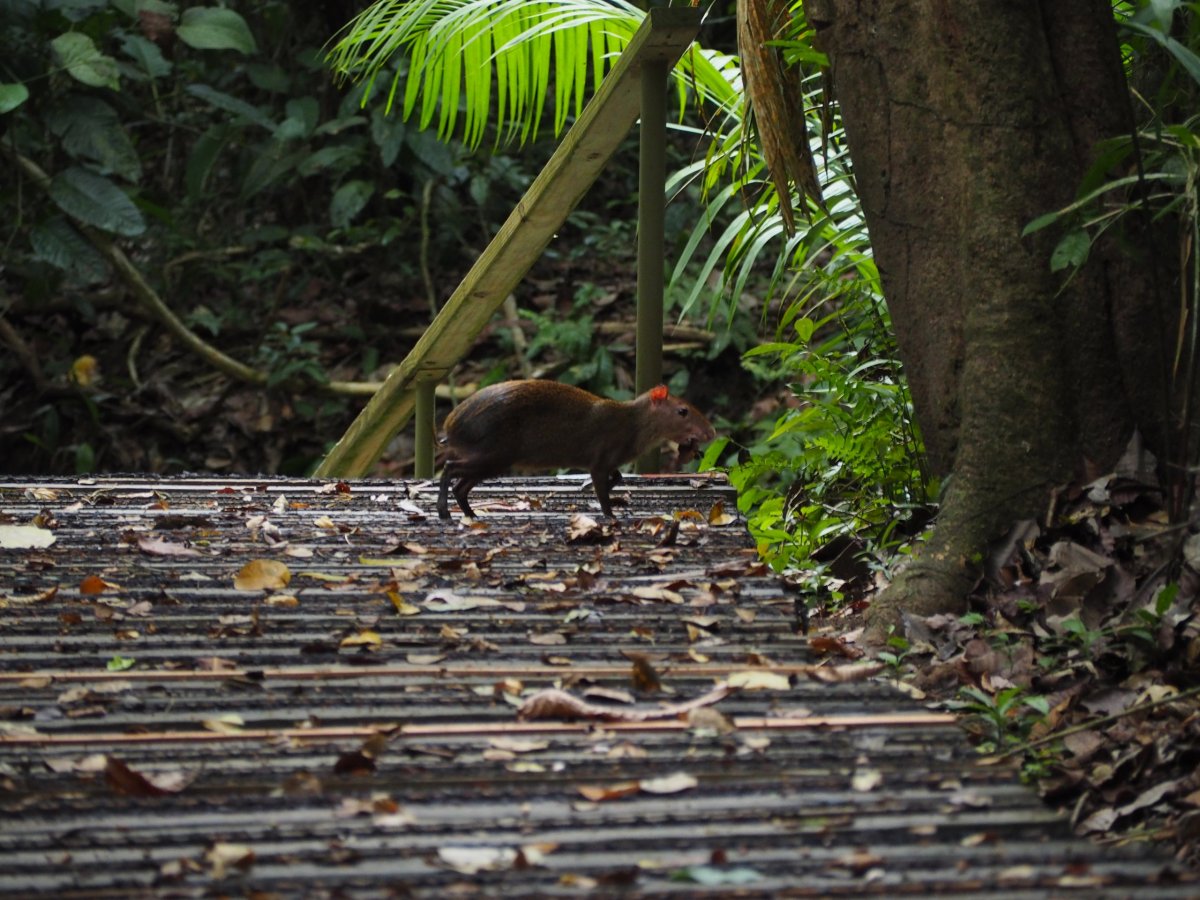 Kapybara (Národní park Soberanía)