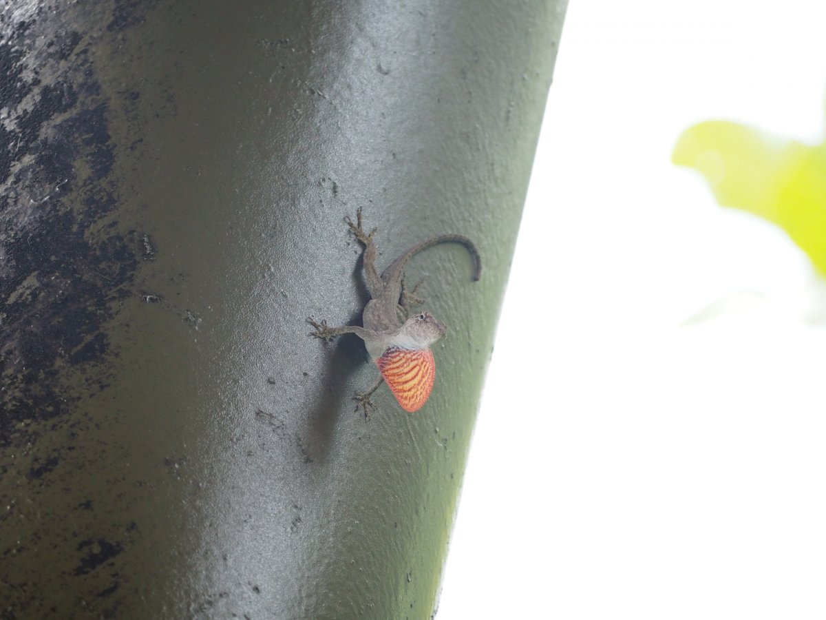 Ještěrka dělající podivnou věc (Soberania)