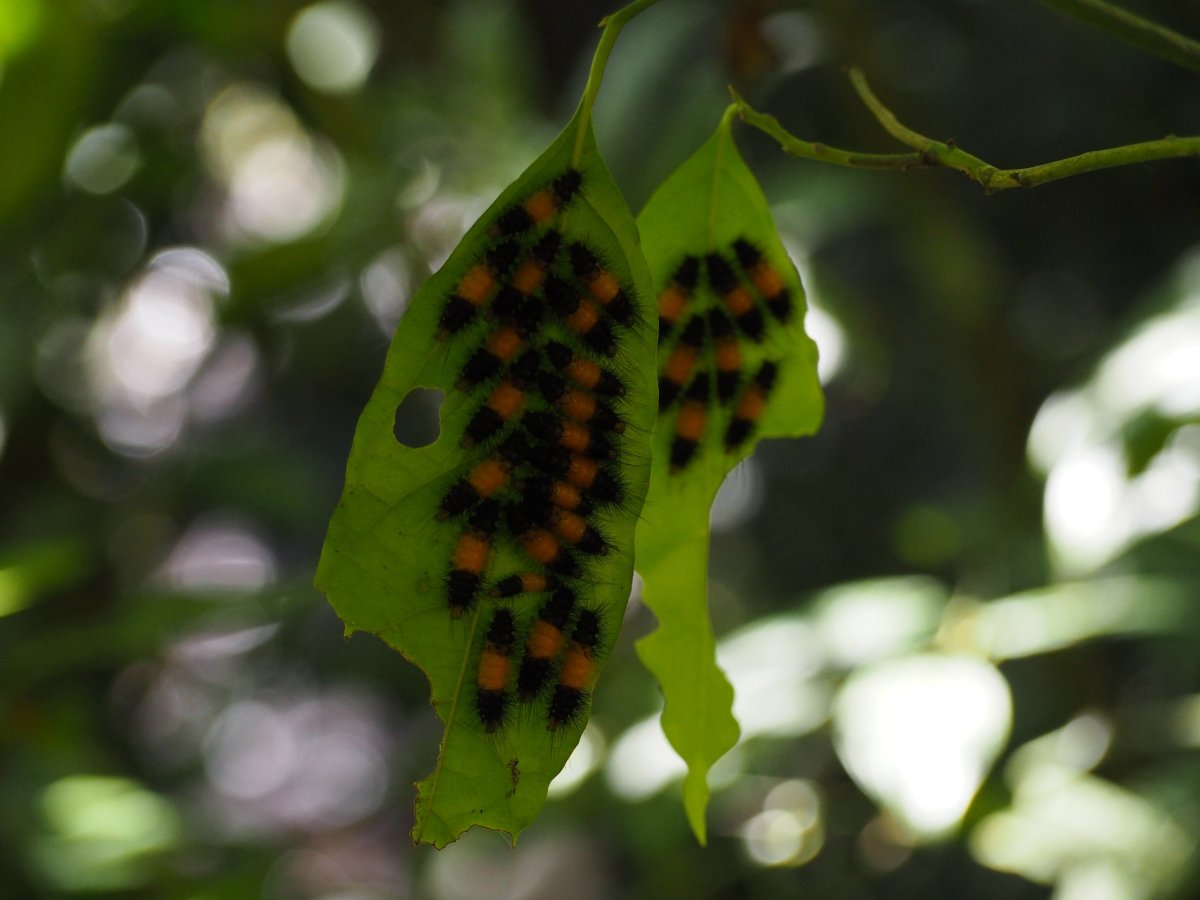Panamská fauna s flórou