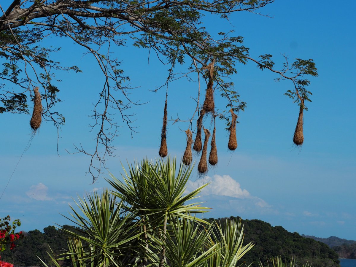Hnízda na Boca Brava