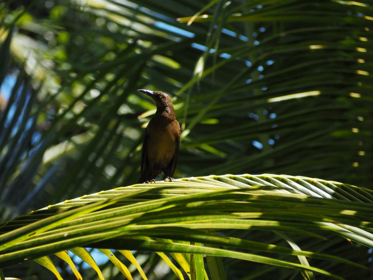 Panamská fauna (Metropolitan park Panama City)