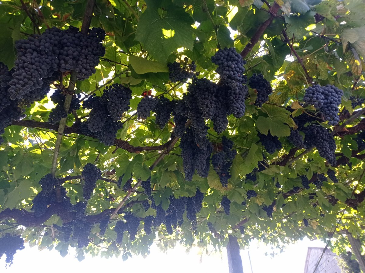 a všude taky víno!