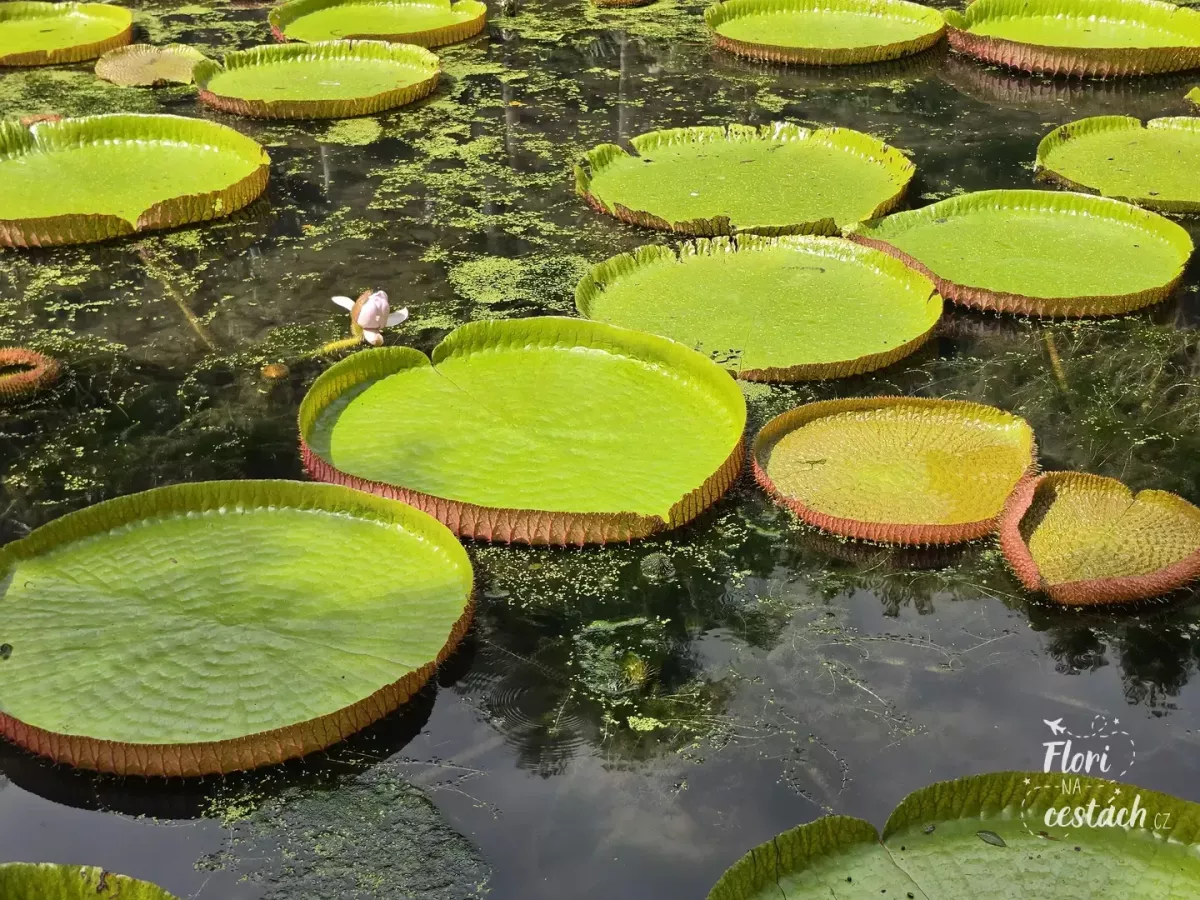Ikonické obří lekníny Victoria amazonica v zahradě Pamplemousses. Tyhle zelené talíře jsou tak obrovské a pevné, že by bez probl