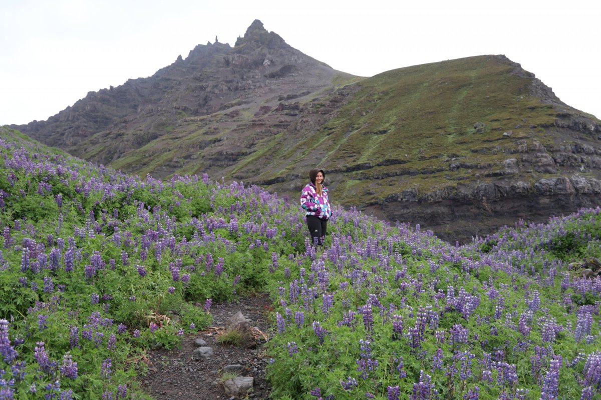 Lupiny u Svínafellsjökull