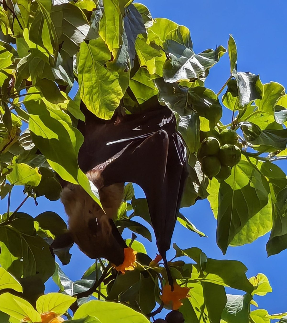 Fruitbat