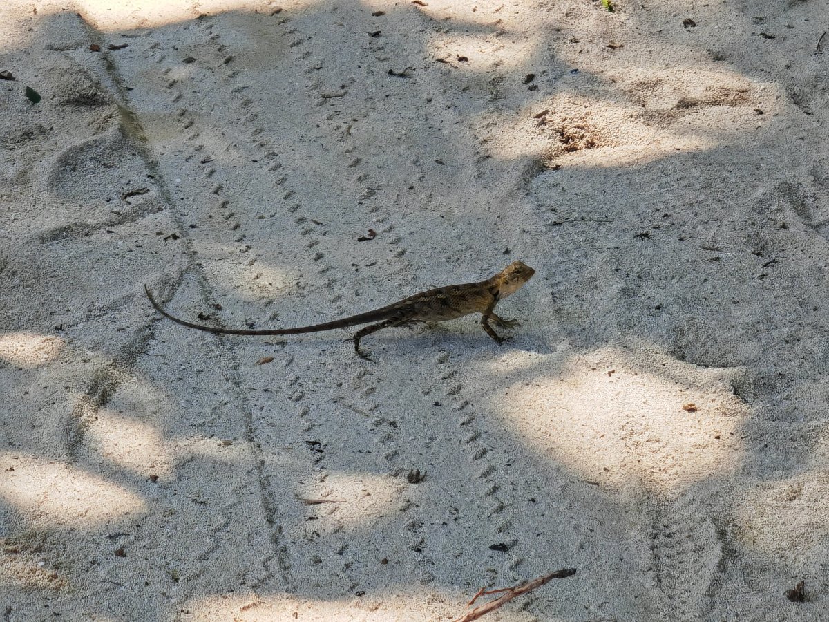 Poustevníčka jsem nenašel :)